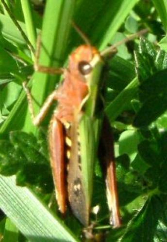 Chorthippus sp.
