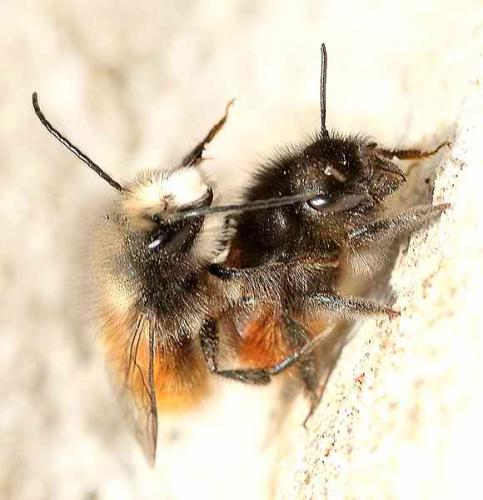 Osmia cornuta