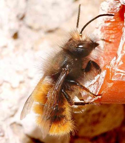 Osmia cornuta