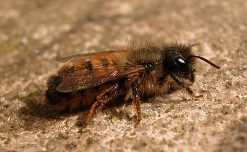 Réf. 1 534 : Osmia bicornis