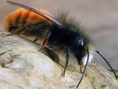 Osmia cornuta