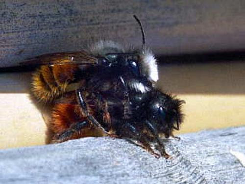 Osmia cornuta