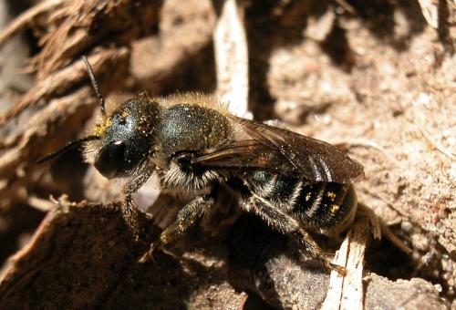 Réf. 1 530 : Osmia sp.