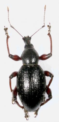 Otiorhynchus sp.