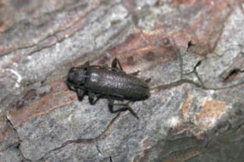 Réf. 1 098 : Oxypleurus nodieri