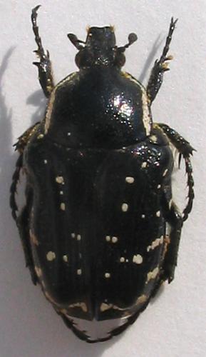Réf. 1 544 : Oxythyrea cinctella