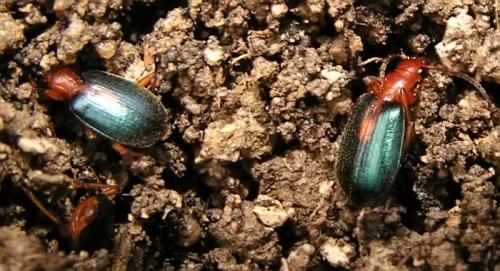 Brachinus sclopeta