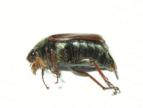 Melolontha melolontha
