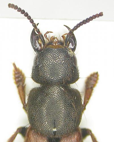 Platydracus chalcocephalus