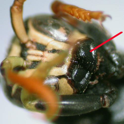Polistes atrimandibularis