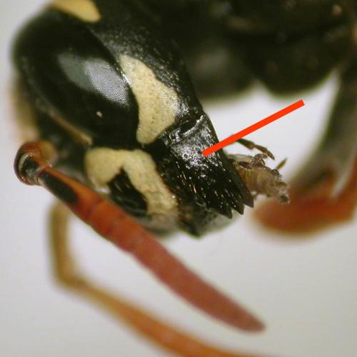 Polistes dominula
