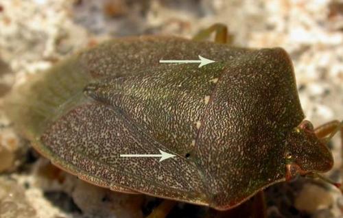 Nezara viridula