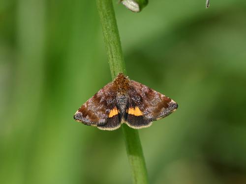 Panemeria tenebrata