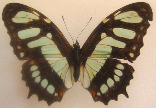 Siproeta stelenes
