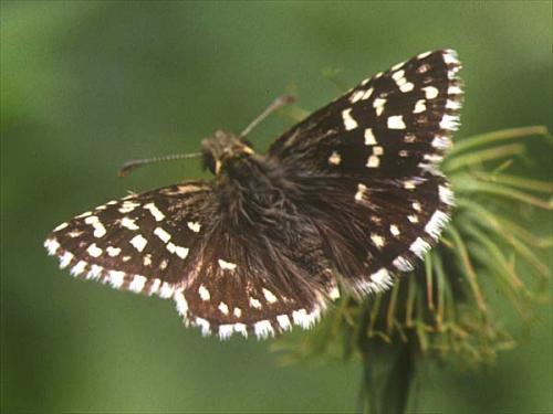 Réf. 1 958 : Pyrgus malvae