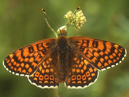 photo de papillon