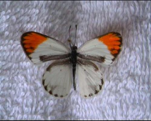 Réf. 1 699 : Colotis sp.