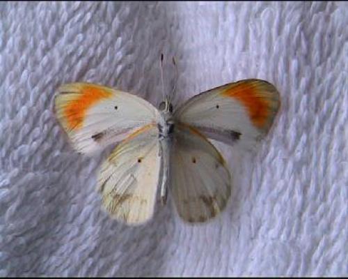Réf. 1 700 : Colotis sp.
