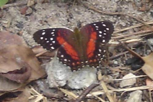 Anartia amathea