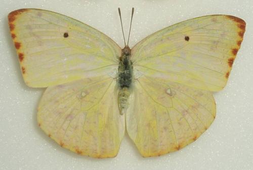 Catopsilia florella