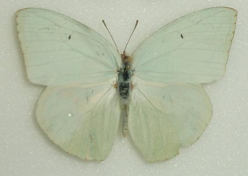 Catopsilia florella