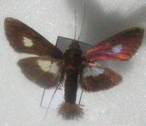 Réf. 1 921 : Diaphania mirabilis
