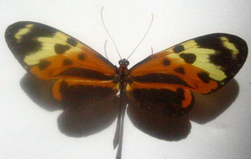 Réf. 1 804 : Mechanitis polymnia