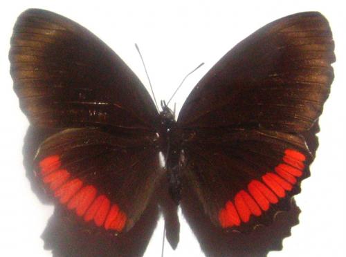 Biblis hyperia