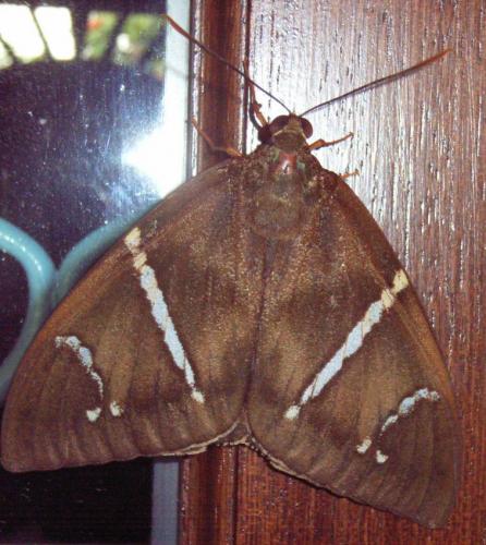 Eupalamides guyanensis