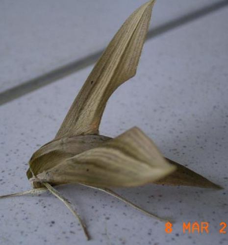Xylophanes loelia