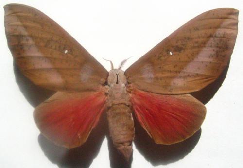Réf. 1 826 : Othorene hodeva