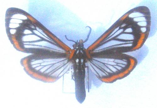 Réf. 1 778 : Hyalurga sp.
