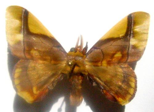 Epia muscosa