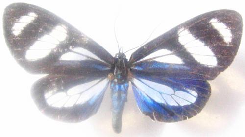 Réf. 1 885 : Isostola divisa