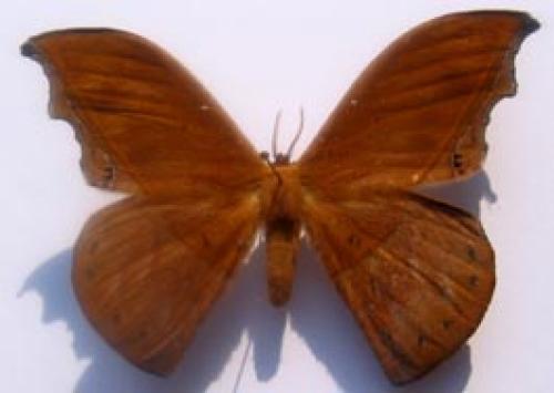 Oxytenis sp.