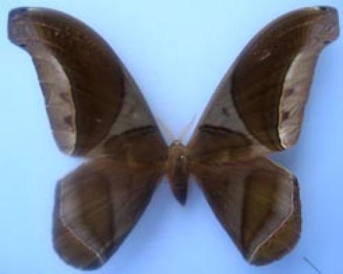 Rhescyntis hippodamia