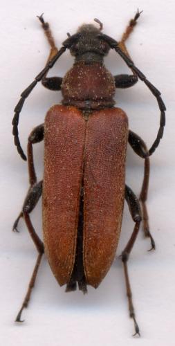 Stictoleptura rubra