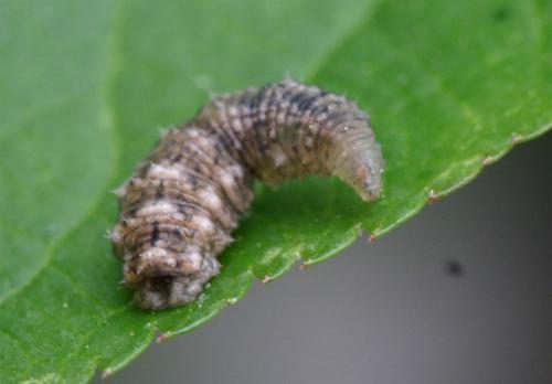Réf. 1 986 : Eupeodes sp.