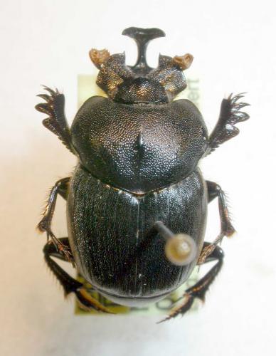 Onthophagus topali