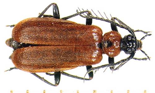 Schizotus pectinicornis