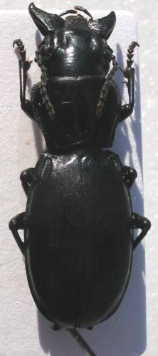 Réf. 1 548 : Percus sp.