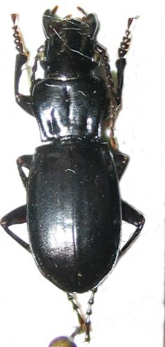 Réf. 1 309 : Percus sp.