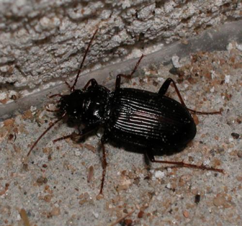 Nebria sp.
