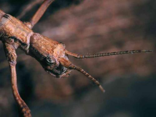 Carausius morosus