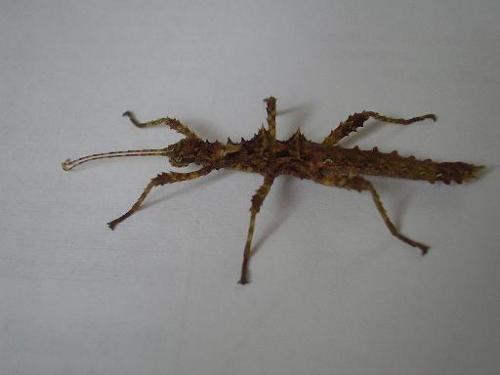Aretaon asperrimus