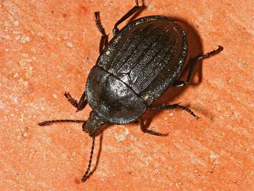 Phosphuga atrata