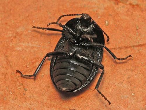 Phosphuga atrata