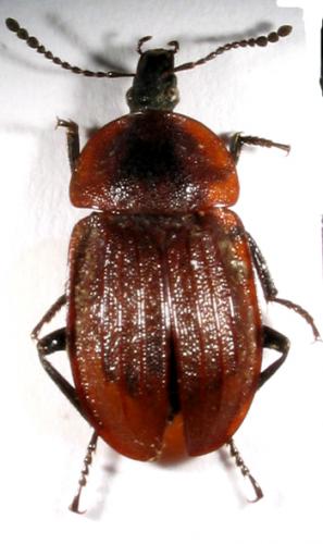 Phosphuga atrata