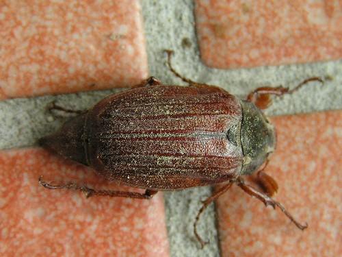 Melolontha melolontha