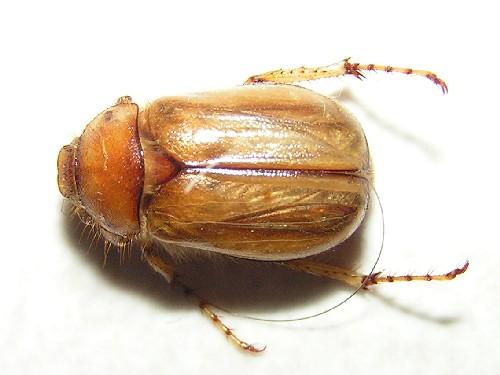 Rhizotrogus marginipes